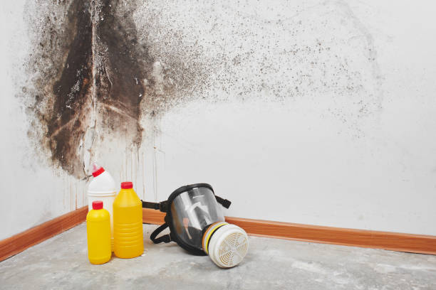 Best Industrial Mold Remediation in Lorado Springs, CO