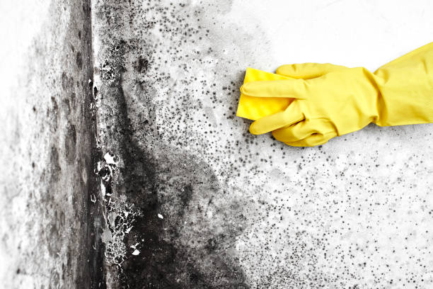 Best Emergency Mold Remediation in Lorado Springs, CO