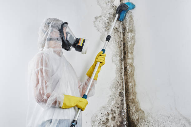 Colorado Springs, CO Mold Remediation Company