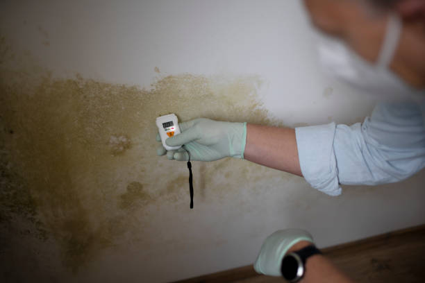 Best Localized Mold Remediation (e.g., coastal areas, humid climates) in Lorado Springs, CO