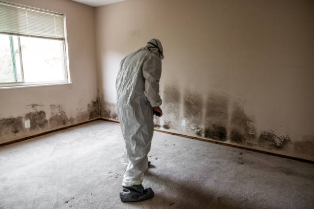 Best Black Mold Remediation in Lorado Springs, CO