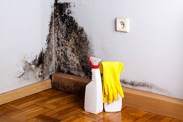 Best Mold Remediation for Specific Building Types in Lorado Springs, CO